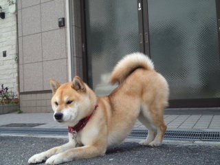 ¥Õ¥ì¡¼¥à